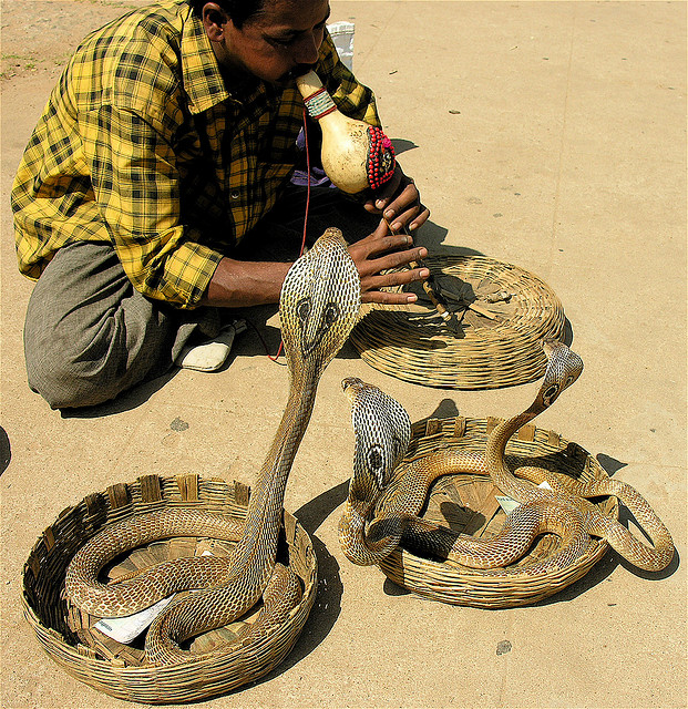 snake charming