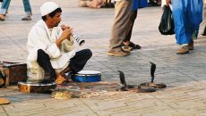 15 Things You Didn't Know About Snake Charming