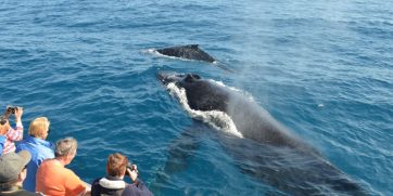 15 Best Places To Go Whale Watching