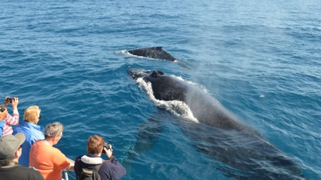 15 Best Places To Go Whale Watching