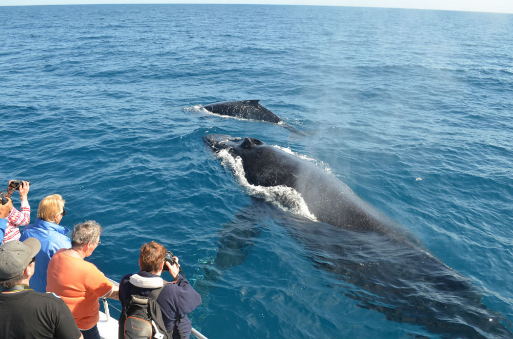 15 Best Places To Go Whale Watching | AFKTravel