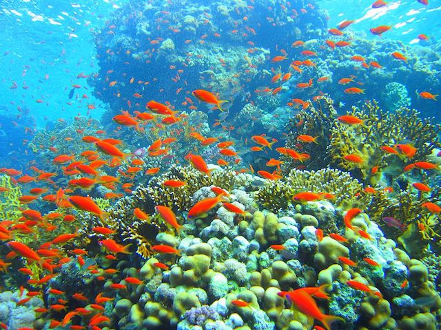 Coral_reef_in_Ras_Muhammad_nature_park in sharm el sheikh