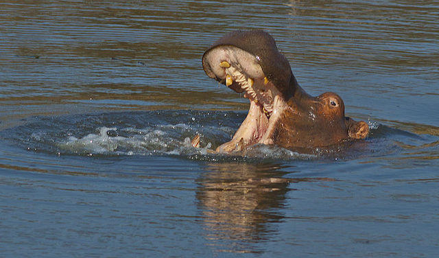 Hippo_breaking_water in Chad