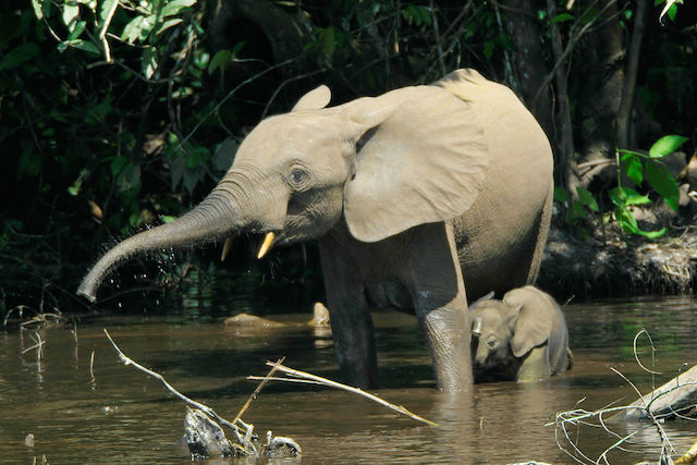 Elephants at Lobeke National Park