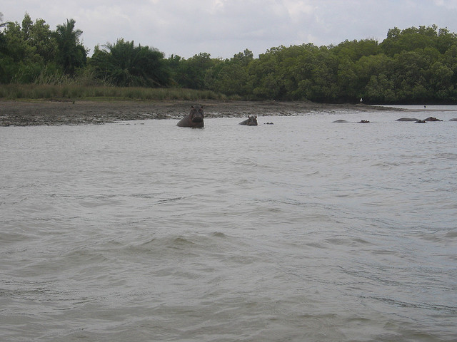 Hippos in the ocean Dar