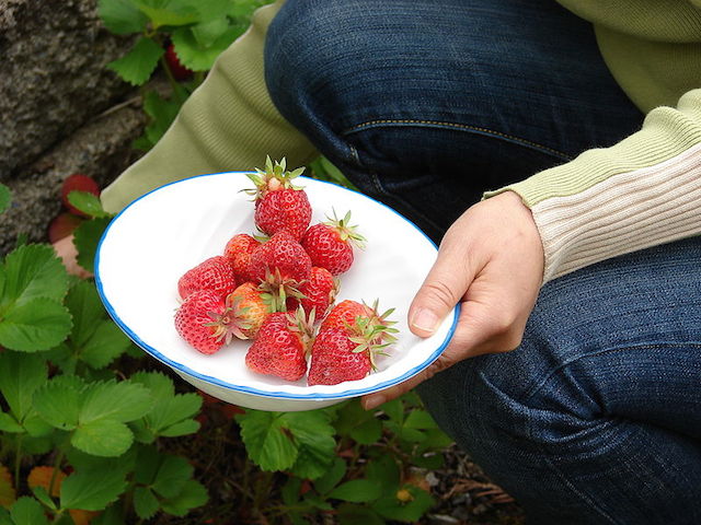 strawberry picking in stellenbosch