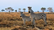 Zebras in Mikumi park