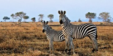 Zebras in Mikumi park