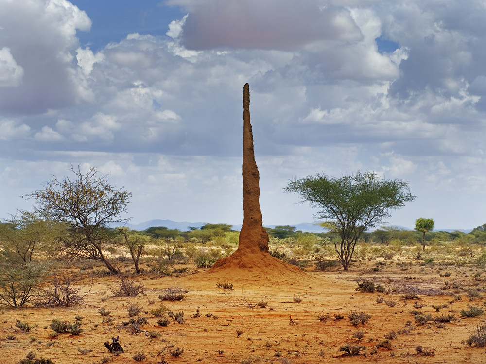 african termite mound