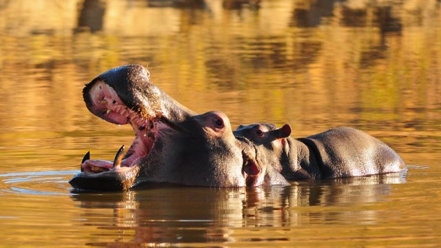 pilanesberg hippo