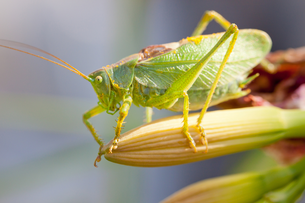 bush cricket