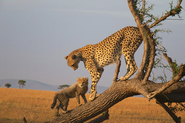 cheetah singita