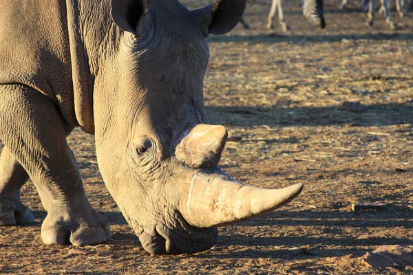 15 Things You Can Do To Help Stop Rhino Poaching | AFKTravel