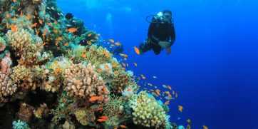 diving in sharm el sheikh