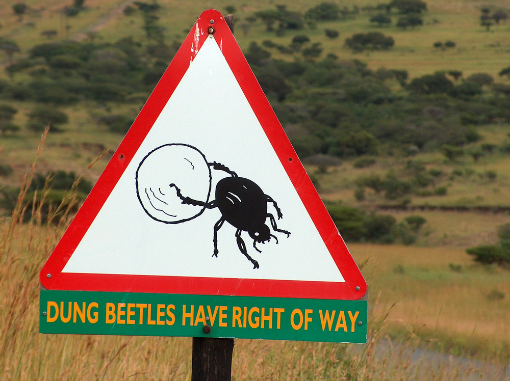 dung beetle sign