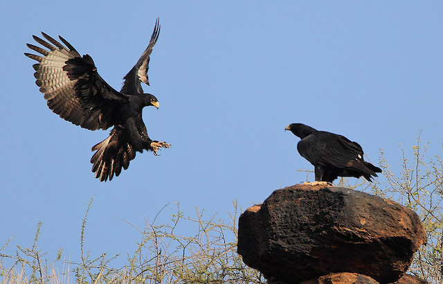 eagle encounters in stellenbosch