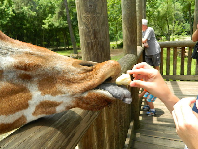feeding a giraffe a banana