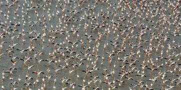 flamingos