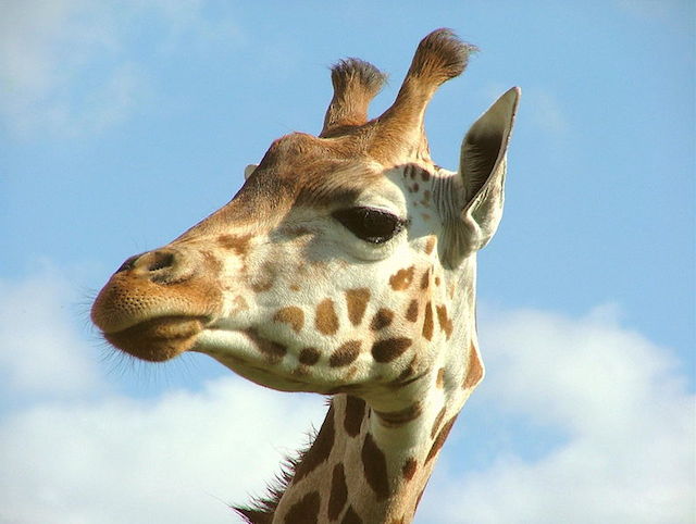 giraffe at giraffe house in stellenbosch