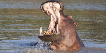 Hippo with mouth open