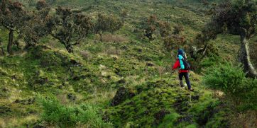 mount cameroon hiking