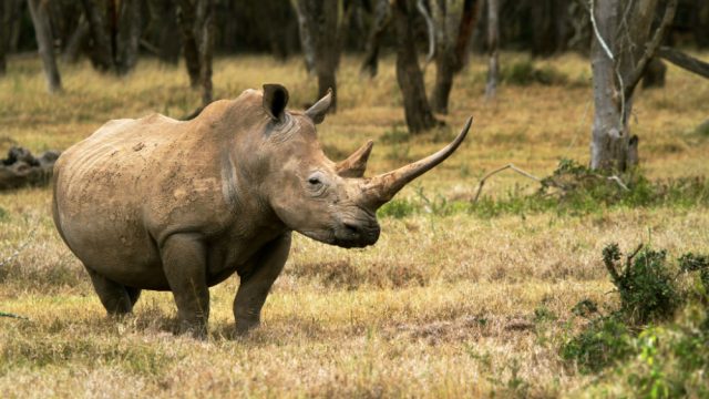 15 Things You Can Do To Help Stop Rhino Poaching