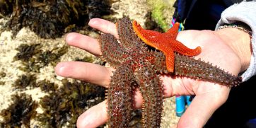 starfish at de hoop