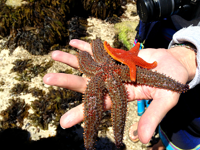 starfish at de hoop