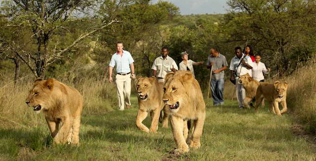walking with lions