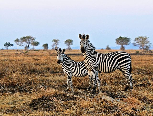 zebras in dar es salaam