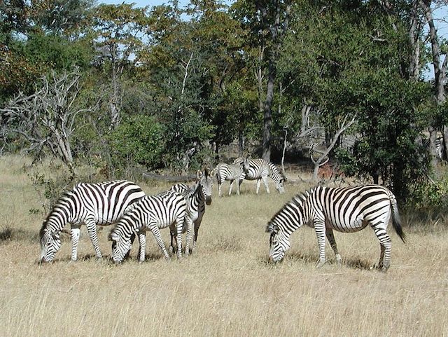 zebras in luanda angola