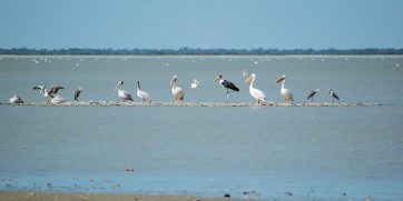 Nata_Bird_Sanctuary,_Botswana