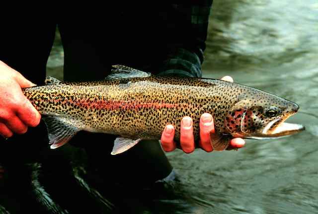 Rainbow_trout_fish in lesotho