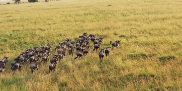 The Wildebeest Migration In The Serengeti in Tanzania