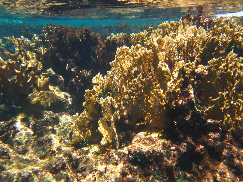 A reef in Buck Island