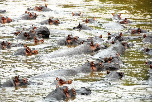 hippos ishasha