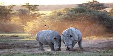 khama rhino sanctuary in botswana