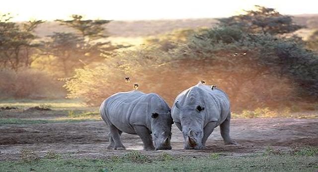 khama rhino sanctuary in botswana