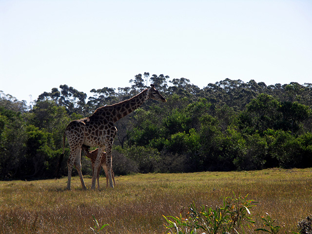 Kragga Giraffe