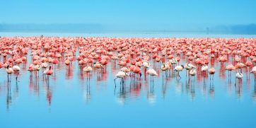 the best time to see flamingos at lake nakuru