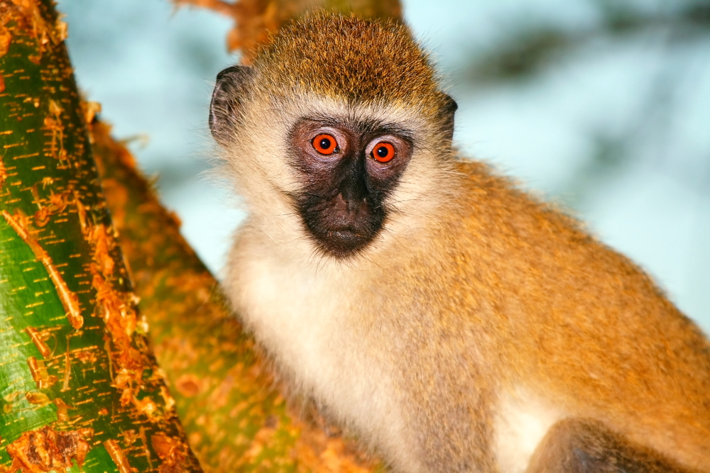 masai vervet monkey