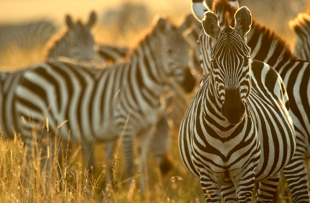 masai zebras