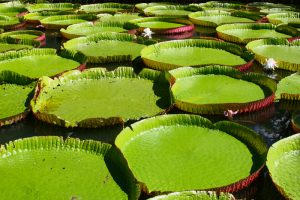 mauritius lily pads