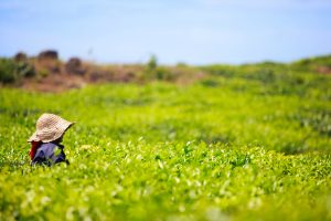 A woman working at a tea plantation (Shutterstock)