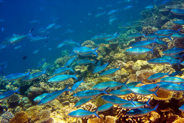 The underwater world (Shutterstock)