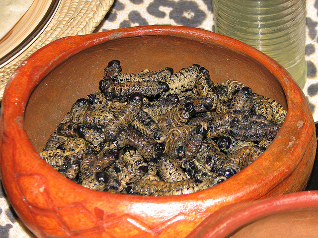 mopane worm