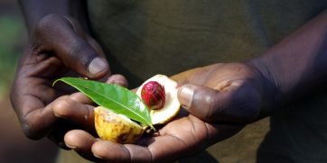 spice tour in zanzibar