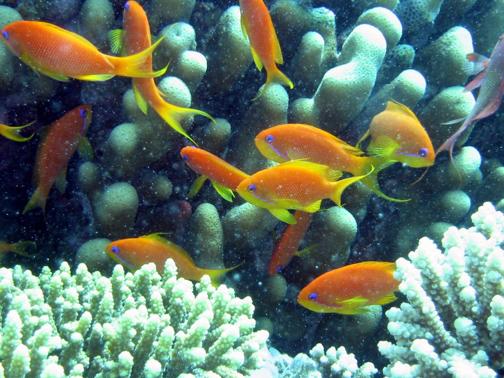 Red Sea marine life