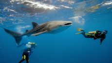 shark diving in mozambique