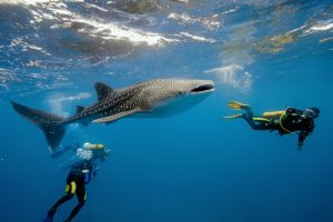 shark diving in mozambique